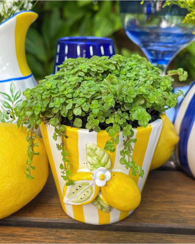Vaso copo listrado limão Taormina - amarelo