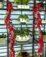 IMG_4661--1-