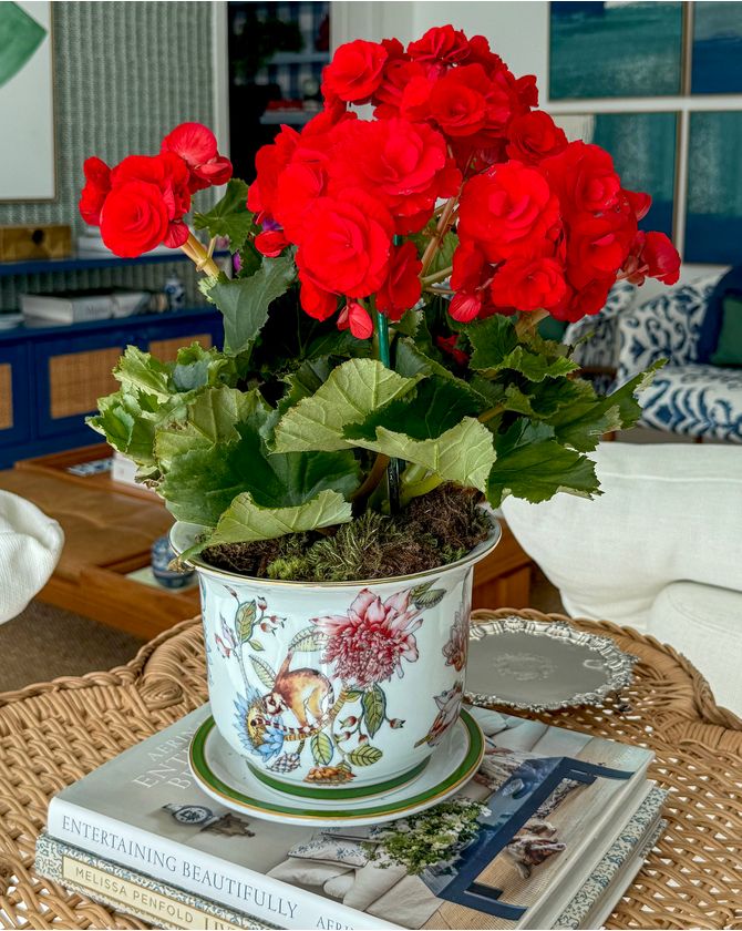 Vaso cachepot com prato porcelana Botanic