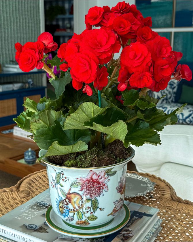 Vaso Cachepot Pequeno + Prato de base Colecao Botanic